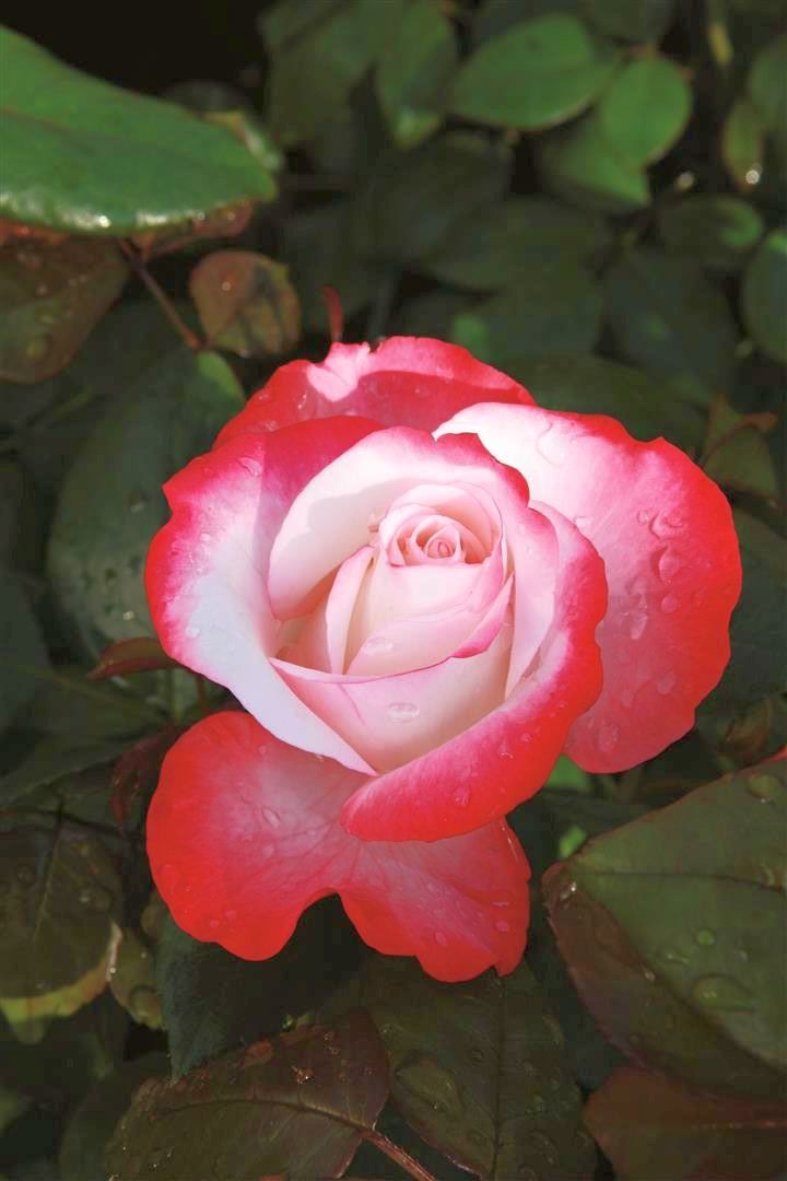 Rosa (T) Nostalgie C5 (5 liters kruka)