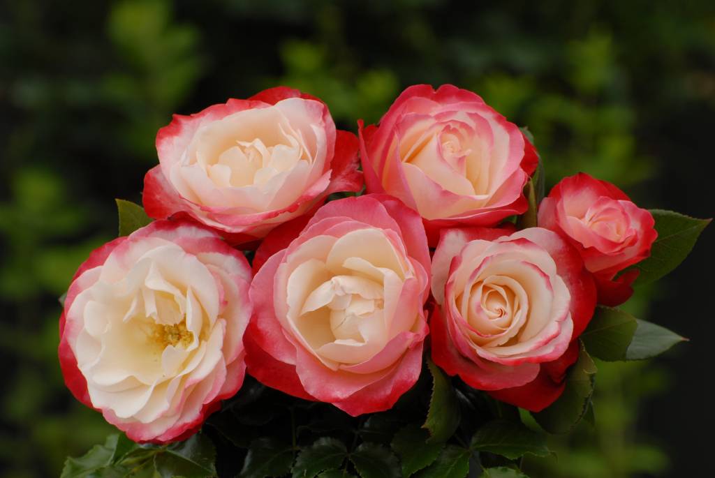 Rosa (T) Nostalgie 50 cm stam C5 (5 liters kruka)