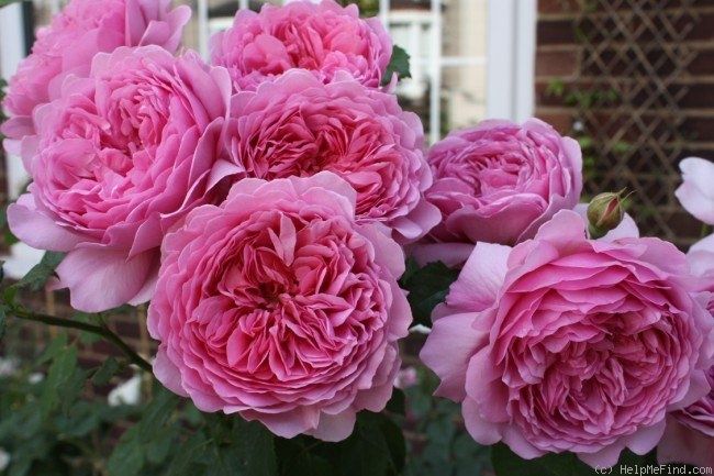 Rosa &