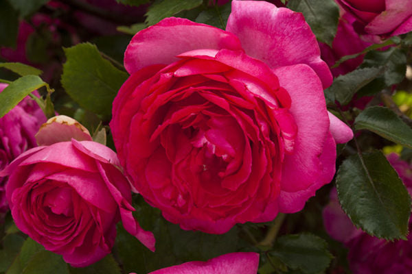 Rosa (T) &