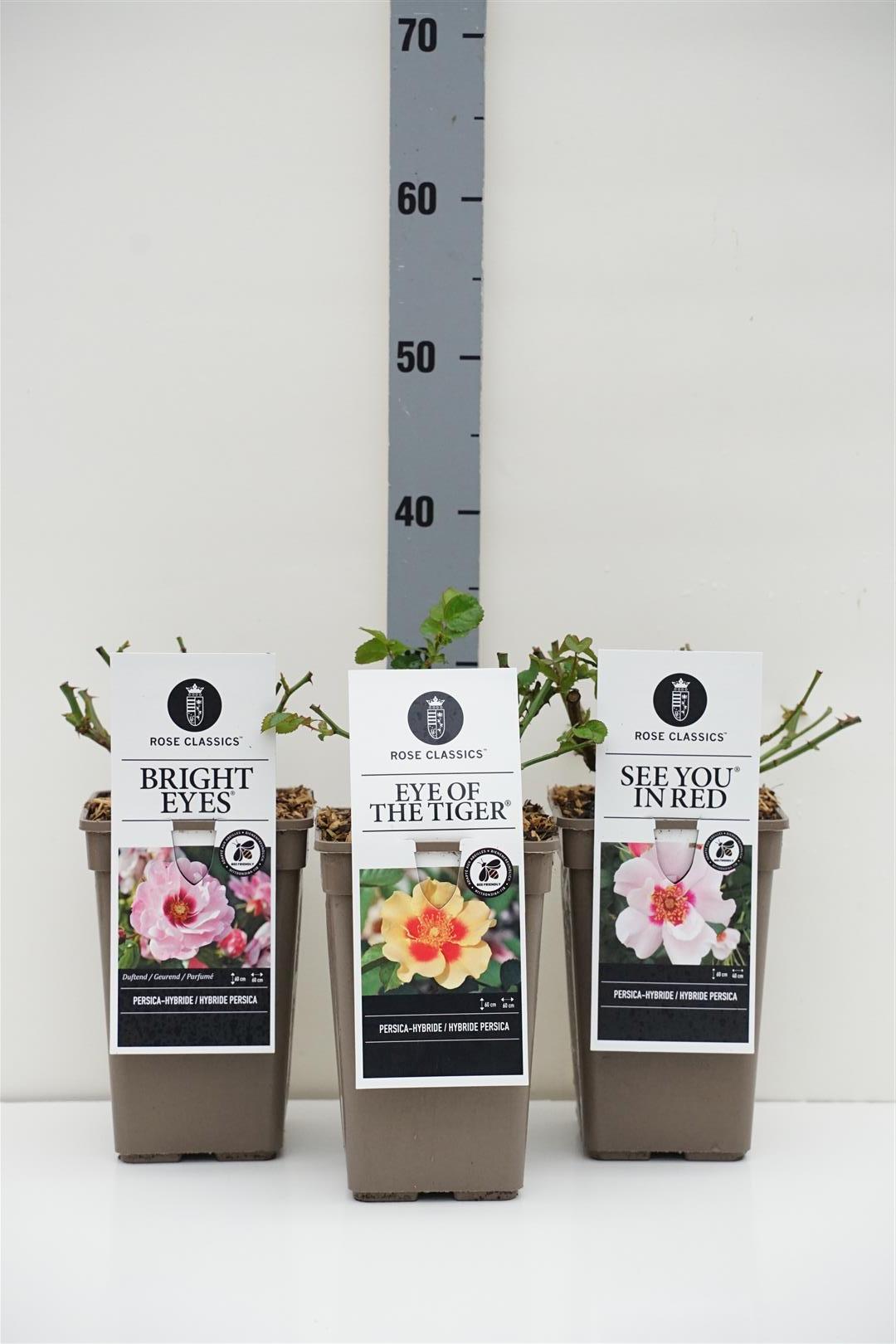 Rosa Persica i sorter C3 (3 liters kruka) / 19 cm kruka