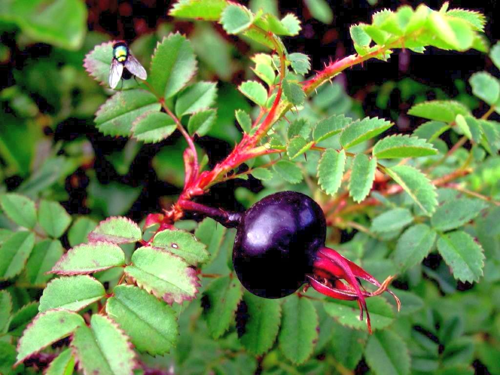 Rosa pimpinellifolia C3 (3 liters kruka)