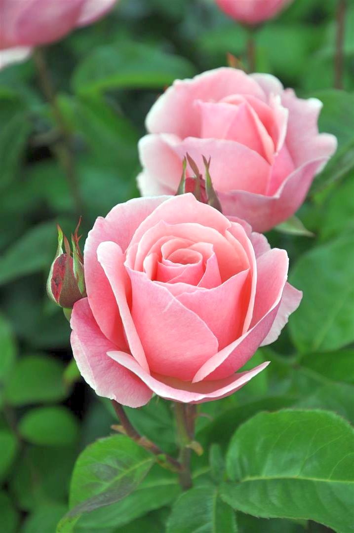 Rosa (T) &