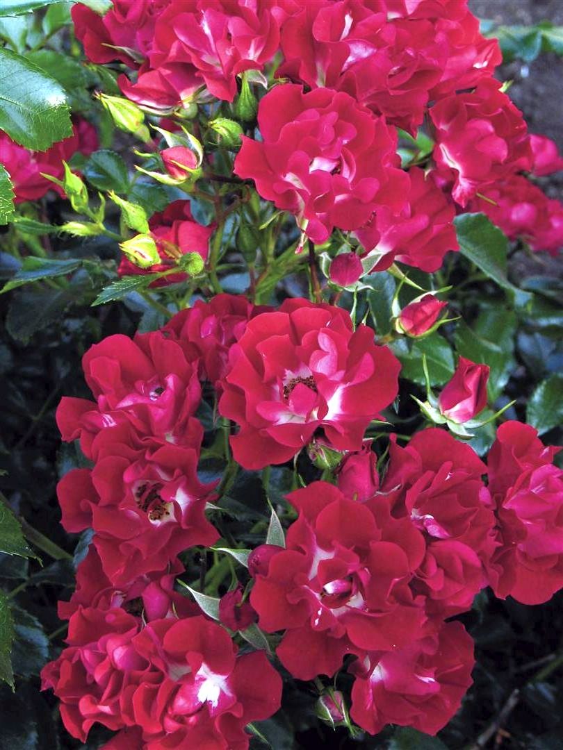 Rosa &