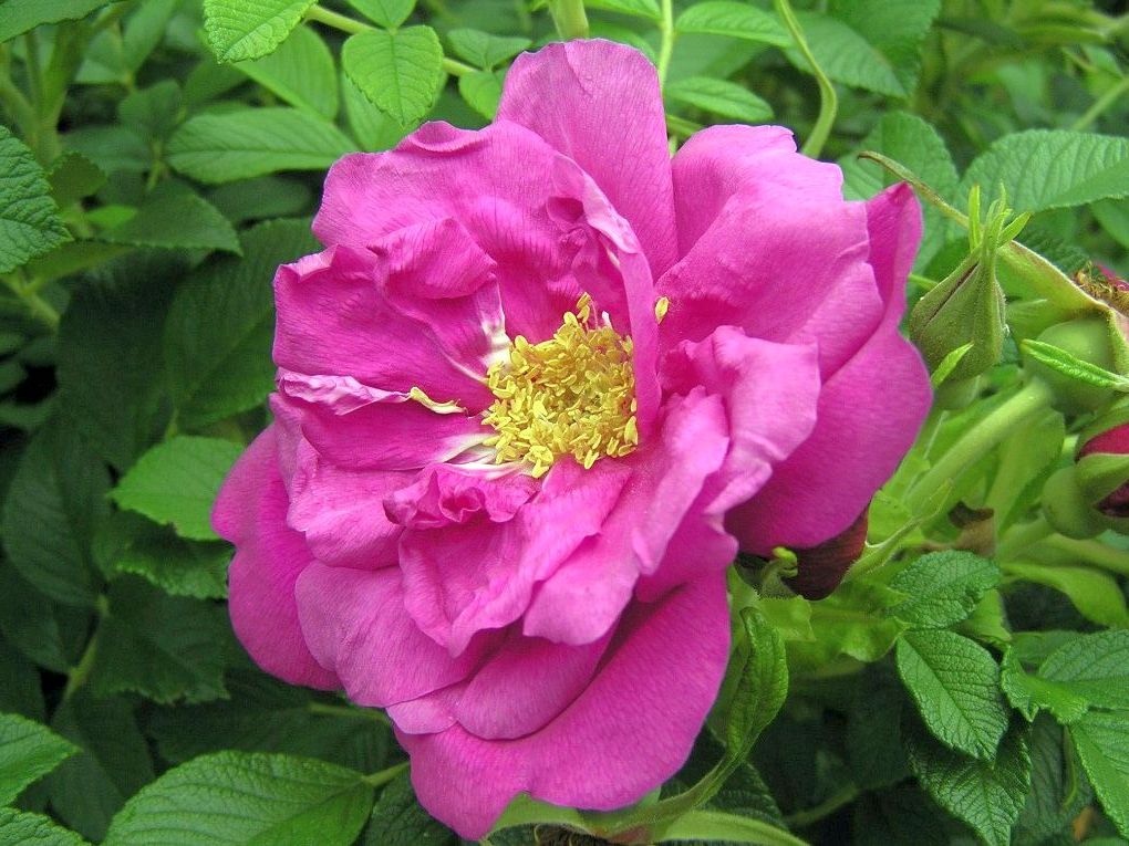 Rosa &