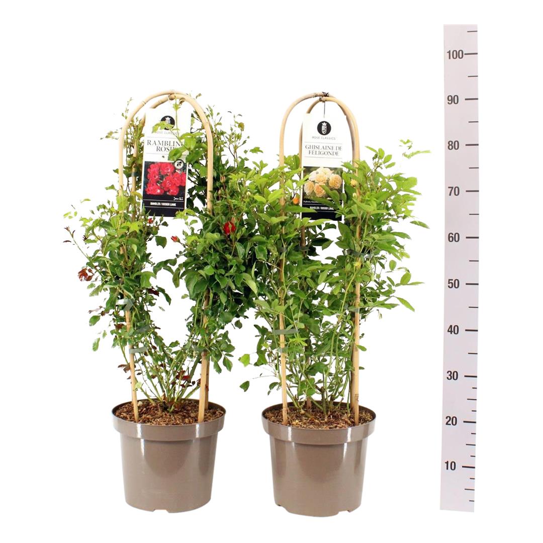 Rosa Mix Rambler C7,5 (7,5 liters kruka) / 26 cm kruka