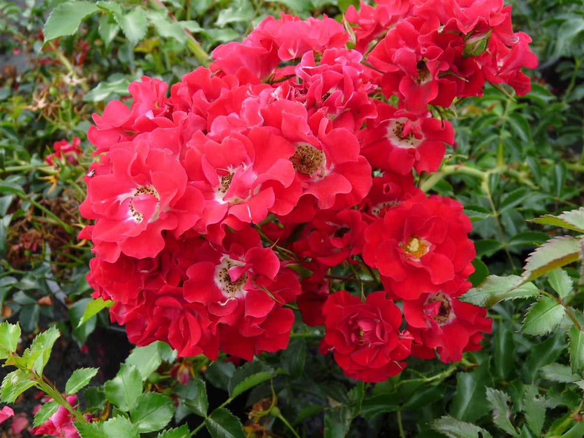 Rosa (K) &