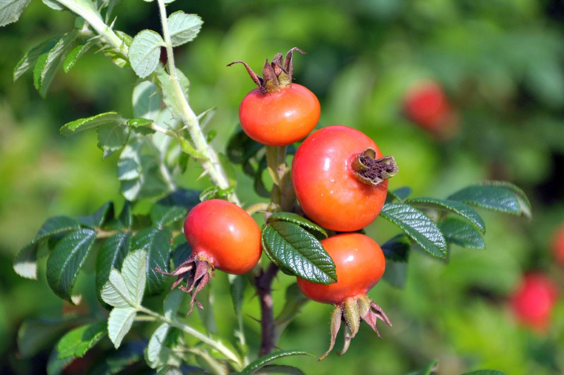 Rosa rugosa C7,5 (7,5 liters kruka) 60-80 cm