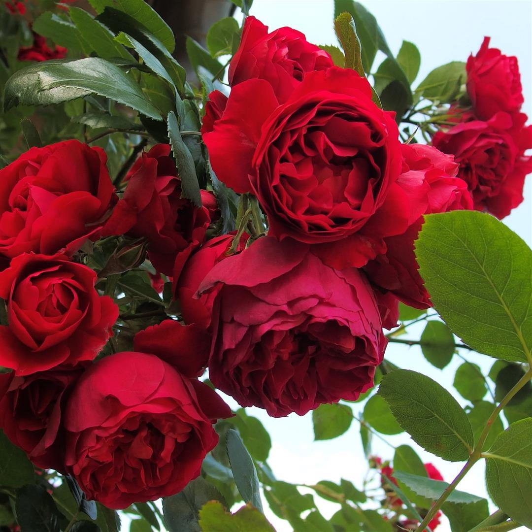 Rosa &
