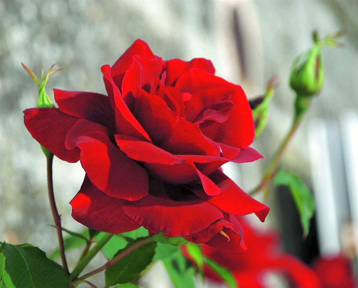 Klätterros Rosa &