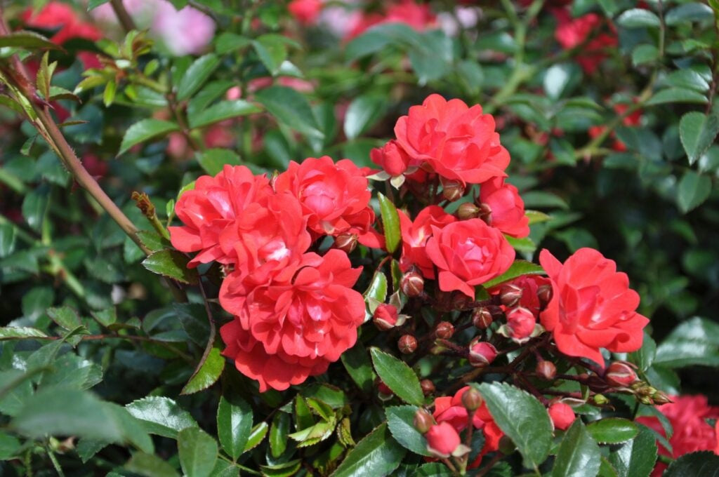 Rosa &
