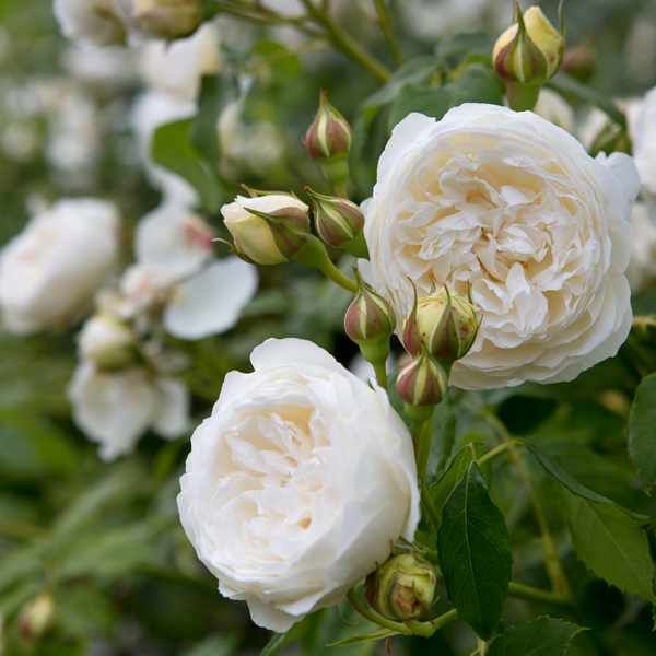 Rosa &