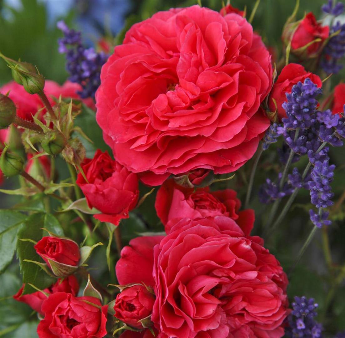 Rosa (K) &