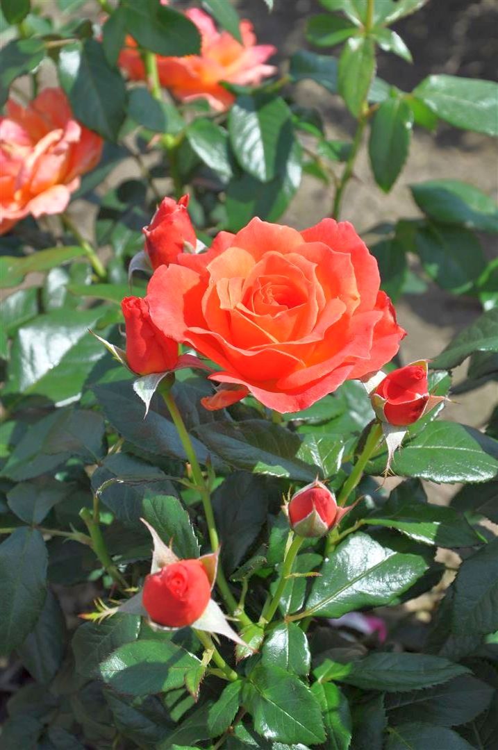Rosa (F) Fellowship C5 (5 liters kruka)
