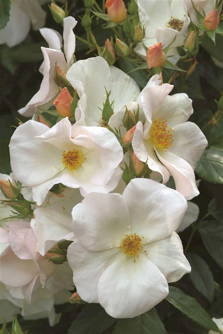 Rosa (H) &