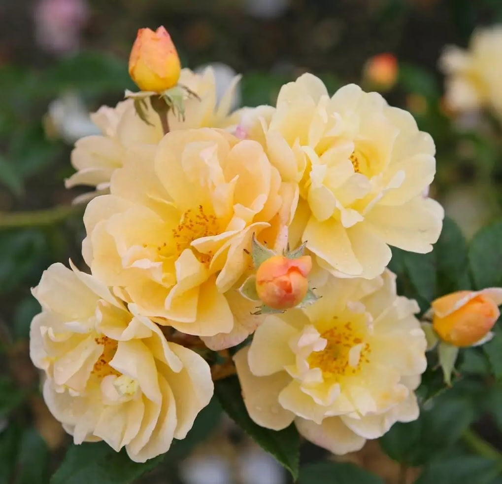 Rosa &