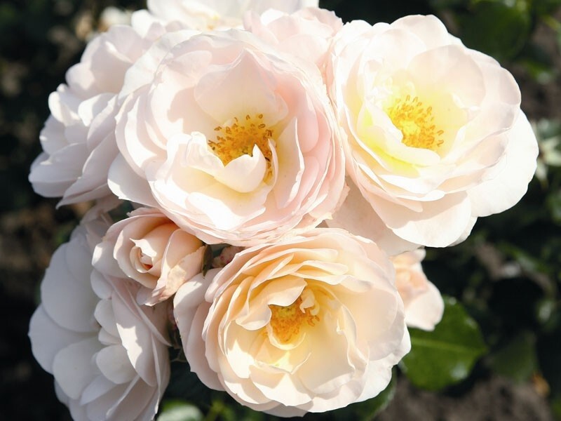 Rosa &