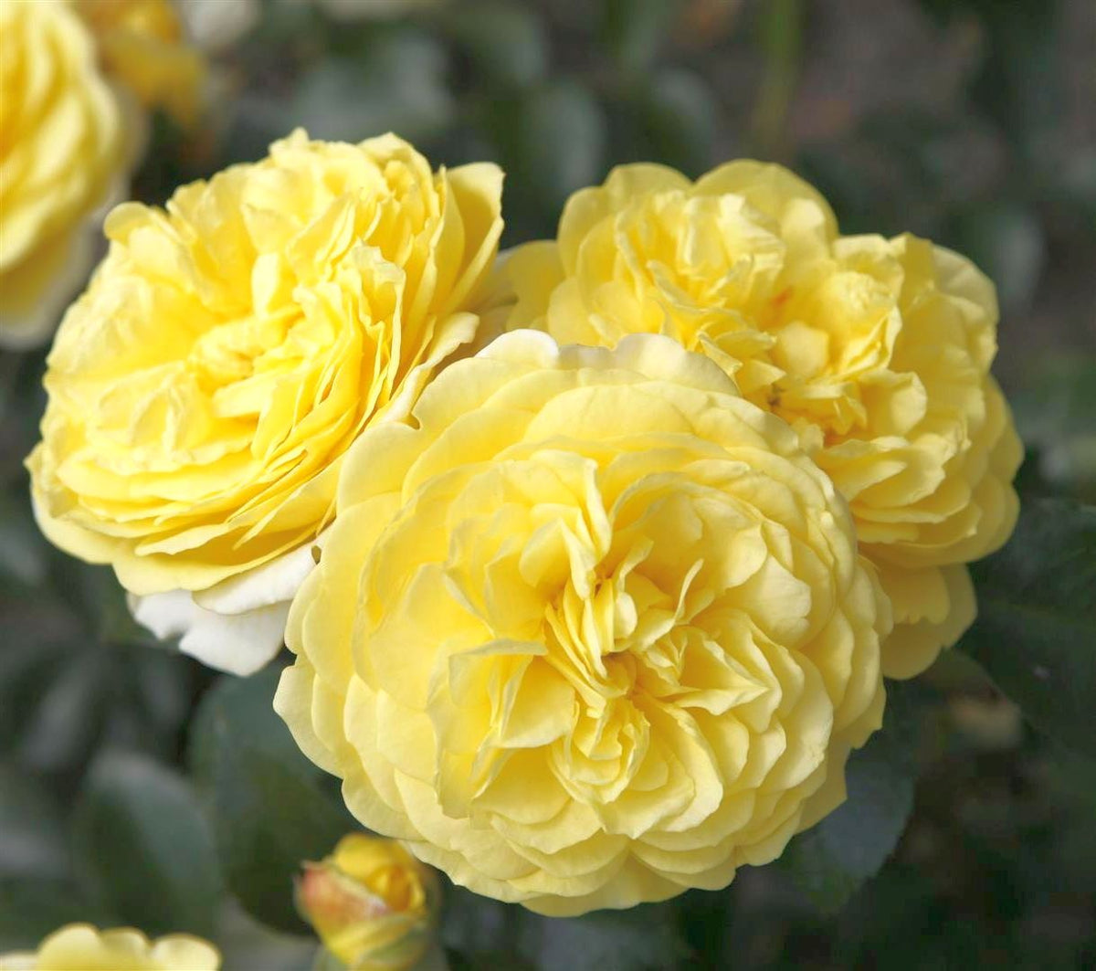 Rosa (F) &