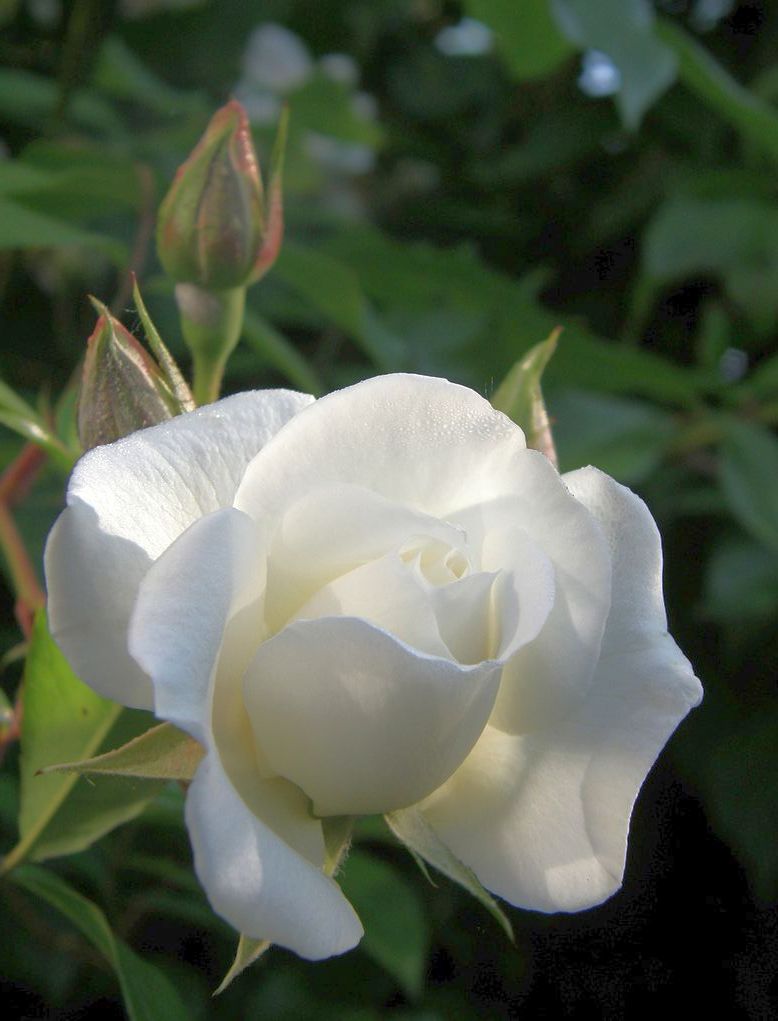 Rosa (P) &