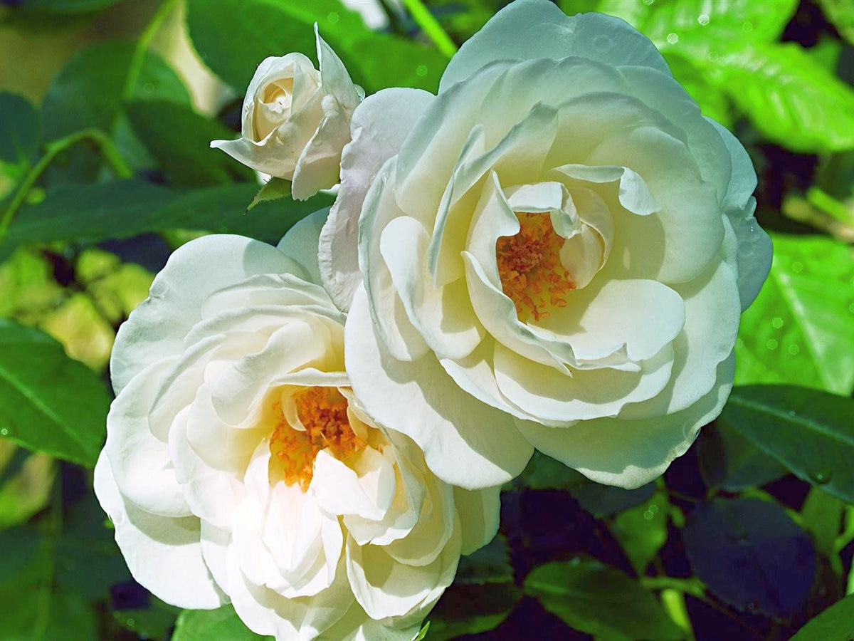 Rosa (F) Schneewittchen C3 (3 liters kruka)