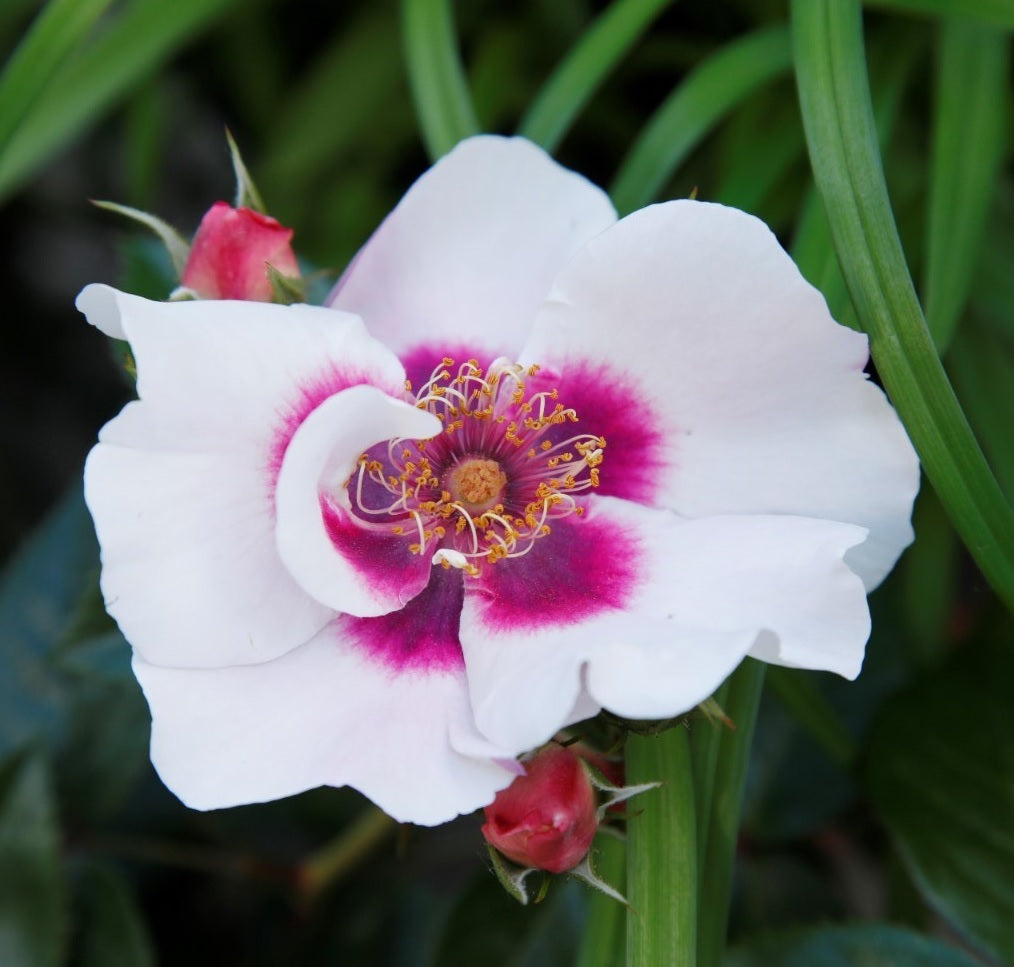 Rosa (F) &