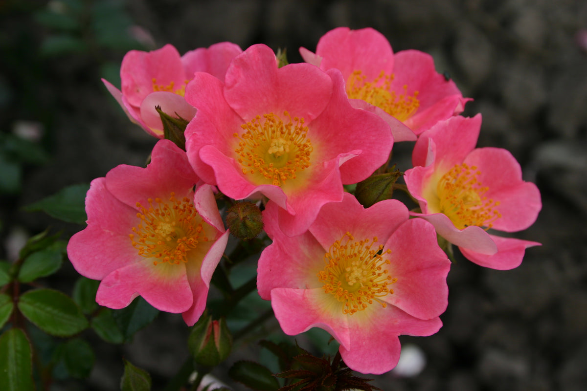 Rosa &