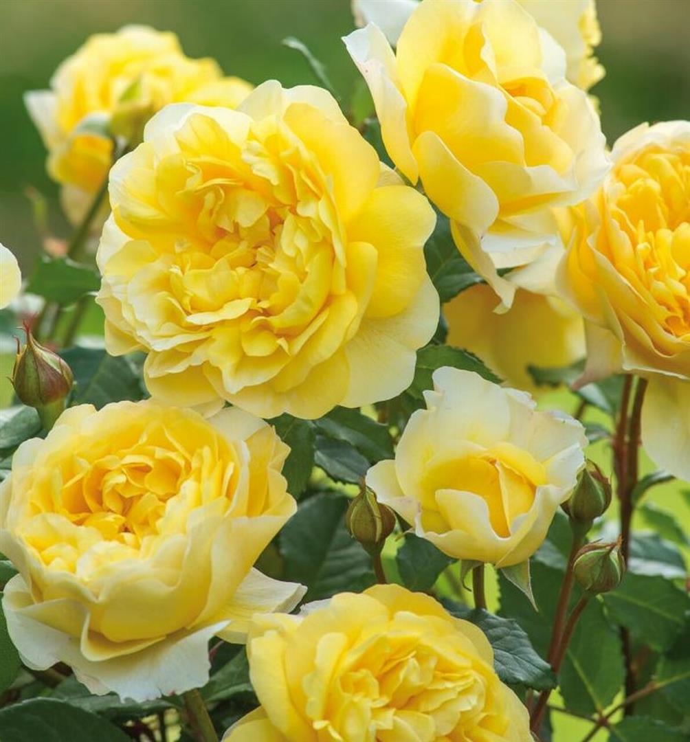 Rosa &