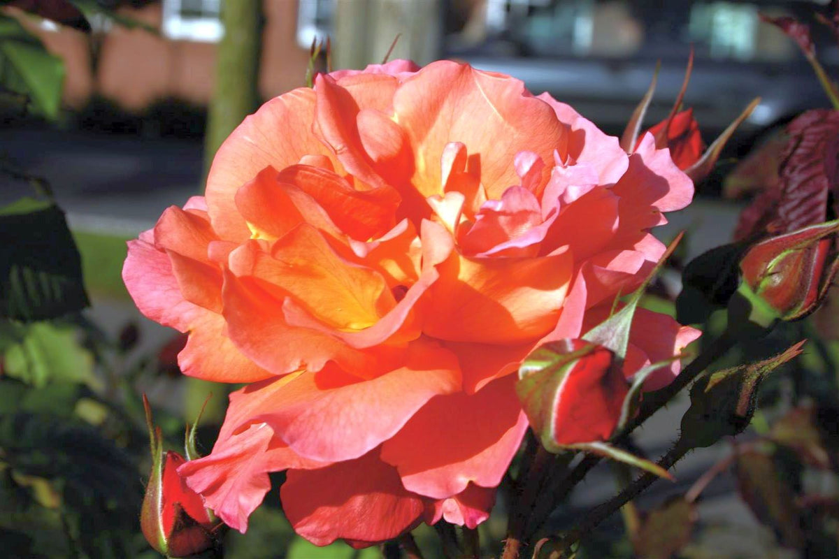 Rosa (H) Westerland C3 (3 liters kruka) / 19 cm kruka