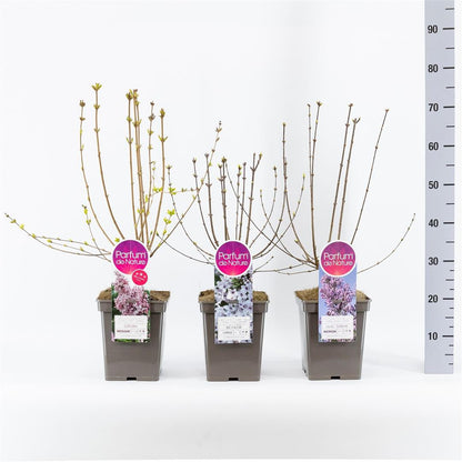 Syringa botaniska sorter C5 (5 liters kruka) / 23 cm kruka 30-50 cm