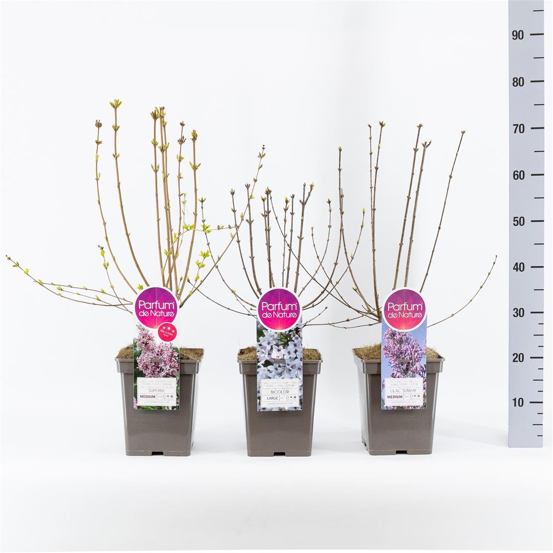 Syringa i sorter (botaniska) C5 (5 liters kruka) / 23 cm kruka 30-50 cm