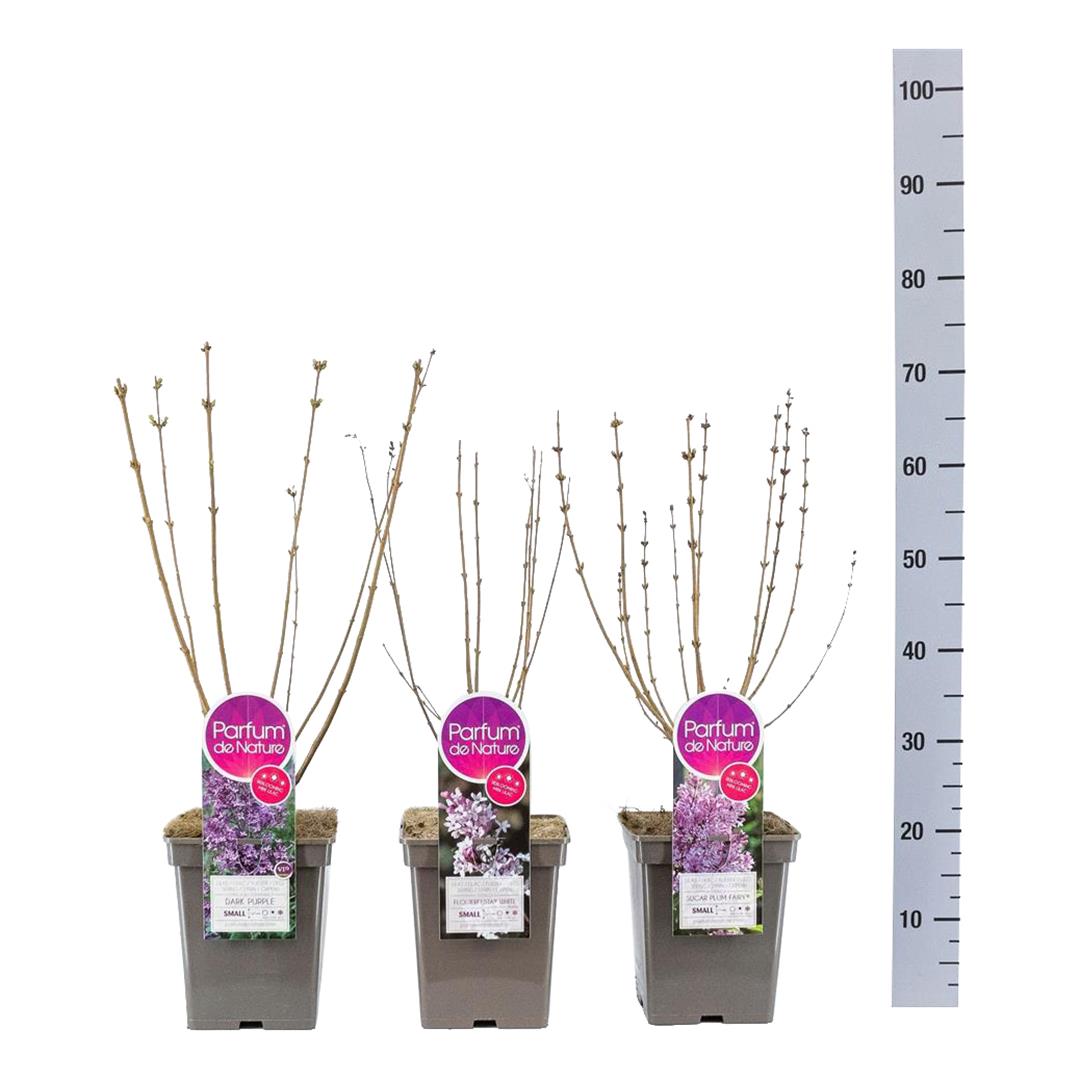 Syringa Mini Syringa® i sorter C5 (5 liters kruka) 30-50 cm