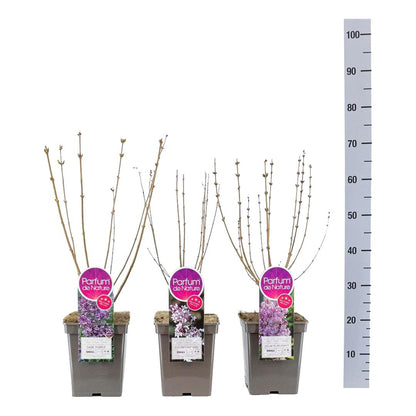 Syringa Mini Syringa ® i sorter C5 (5 liters kruka) / 23 cm kruka 30-50 cm