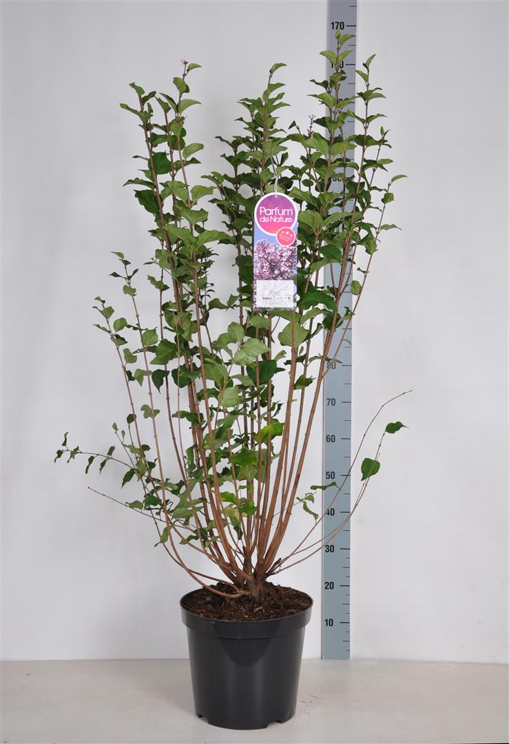 Syringa &