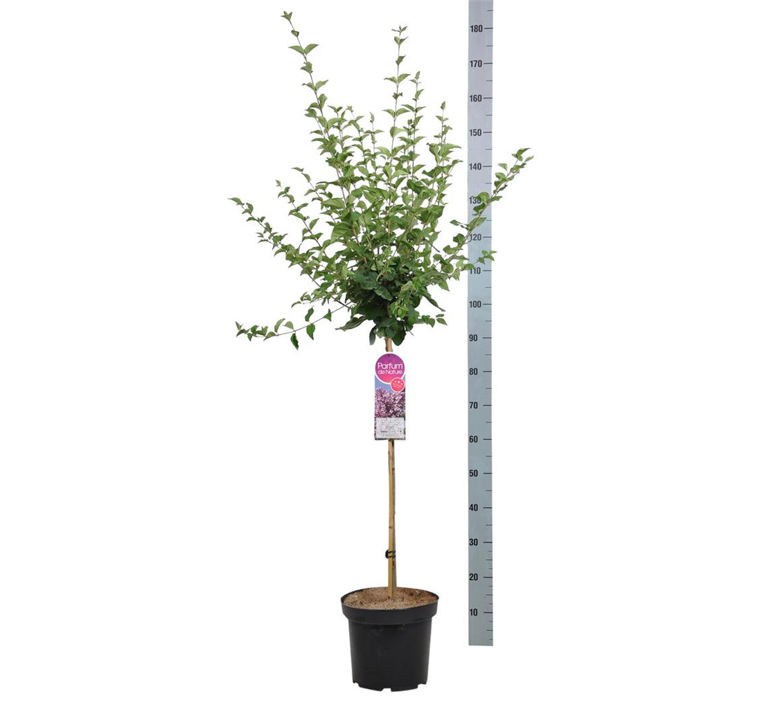 Syringa &