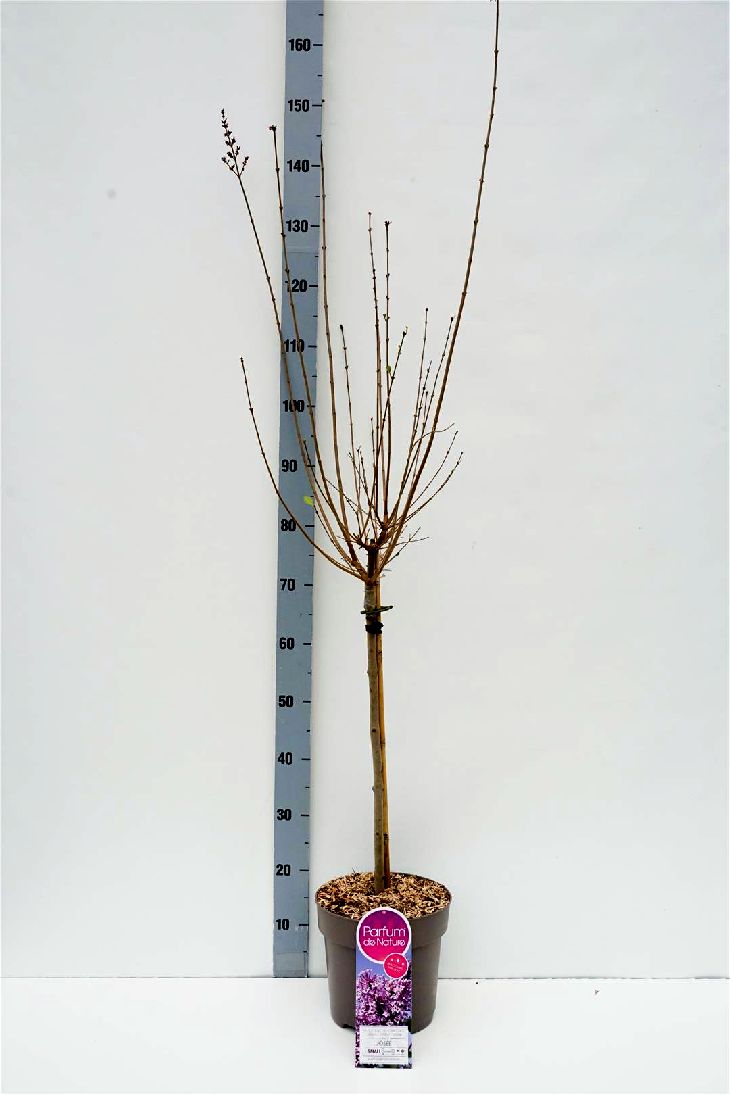 Syringa &