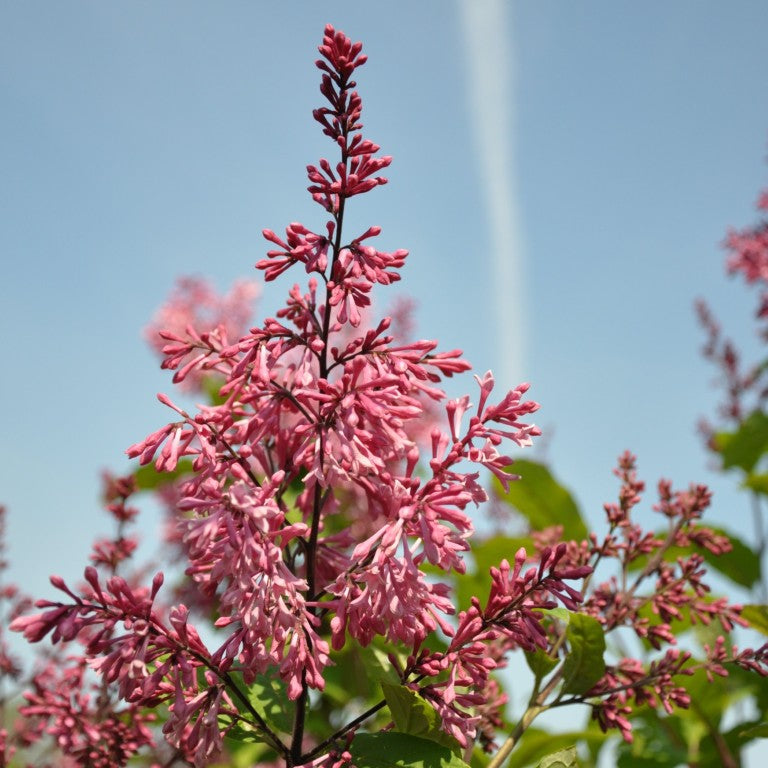 Syringa &