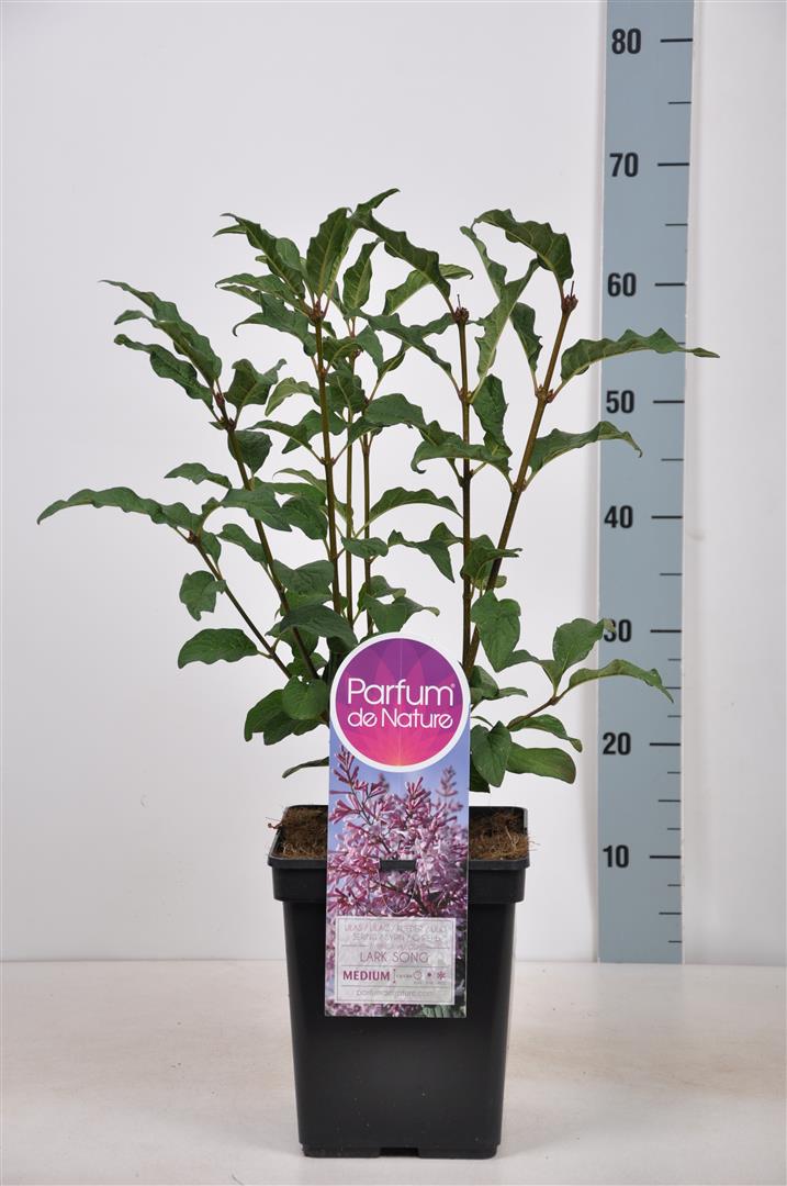 Syringa &