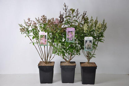 Syringa (V) &