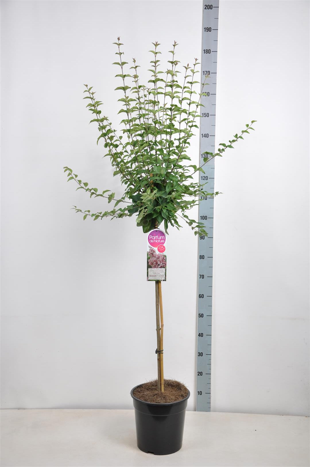 Syringa microphylla &