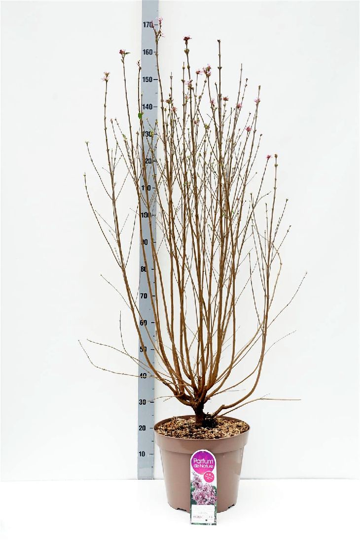 Syringa microphylla &
