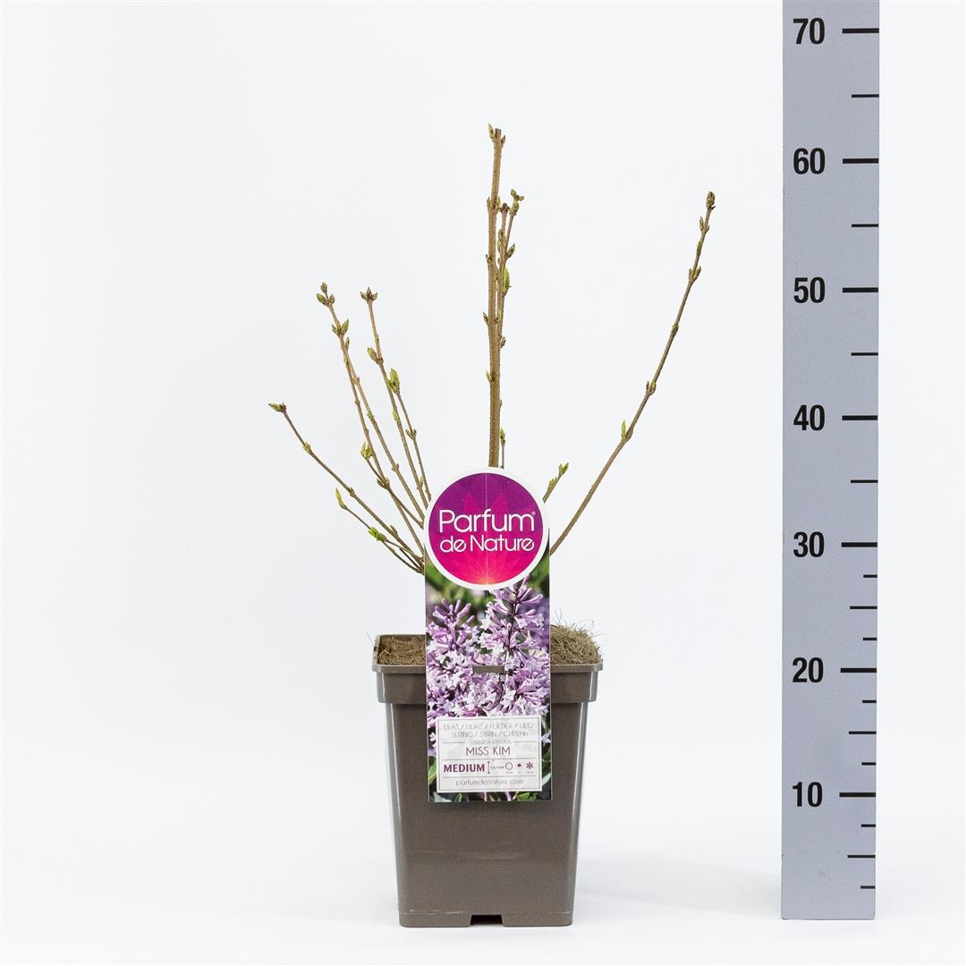 Syringa patula &
