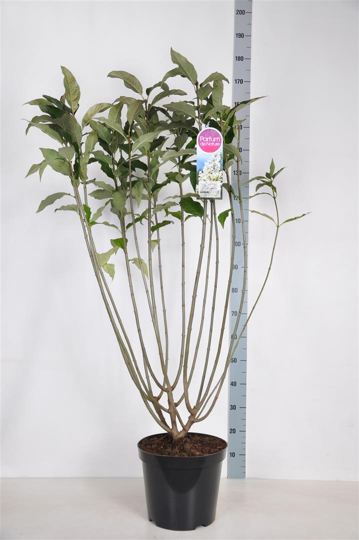 Syringa (V) &