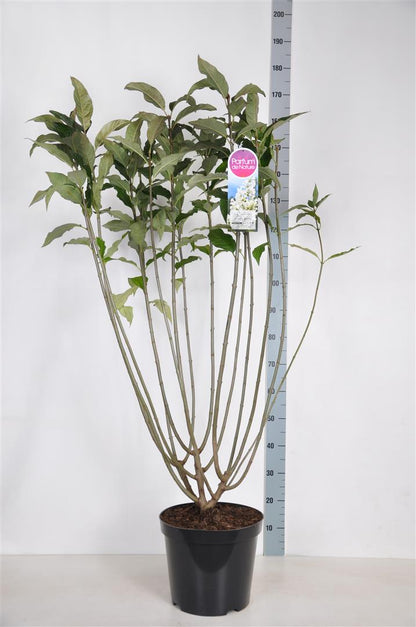 Syringa (V) &
