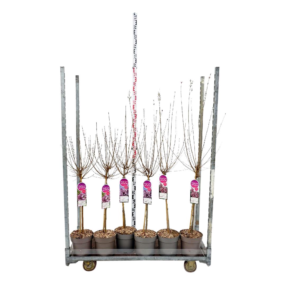 Syringa i sorter 50 cm stam - C5 (5 liters kruka / 23 cm kruka)