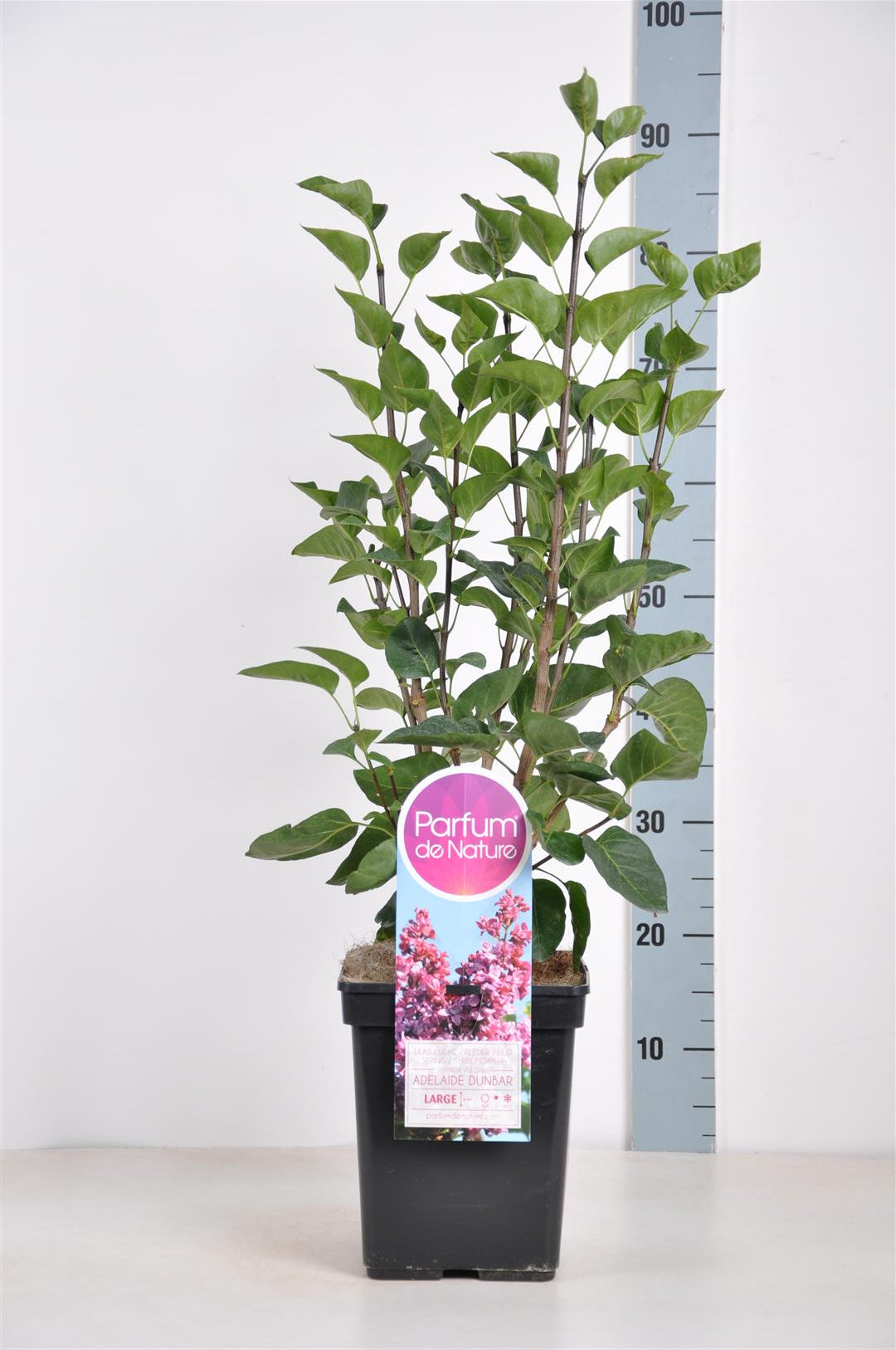 Syringa vulgaris &