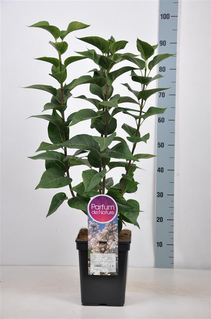 Syringa vulgaris &