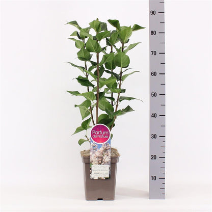 Syringa v. &