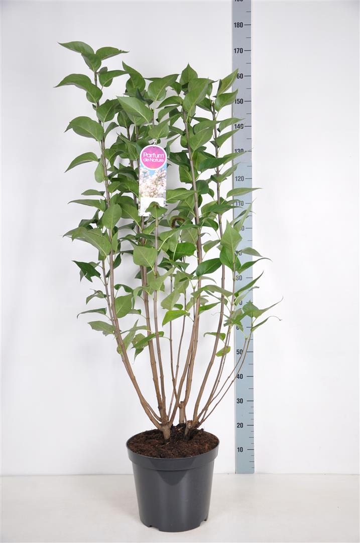 TW-2122969