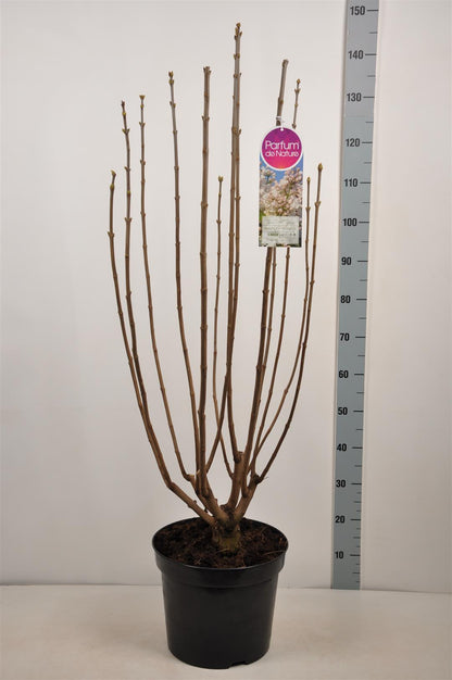 Syringa v. &