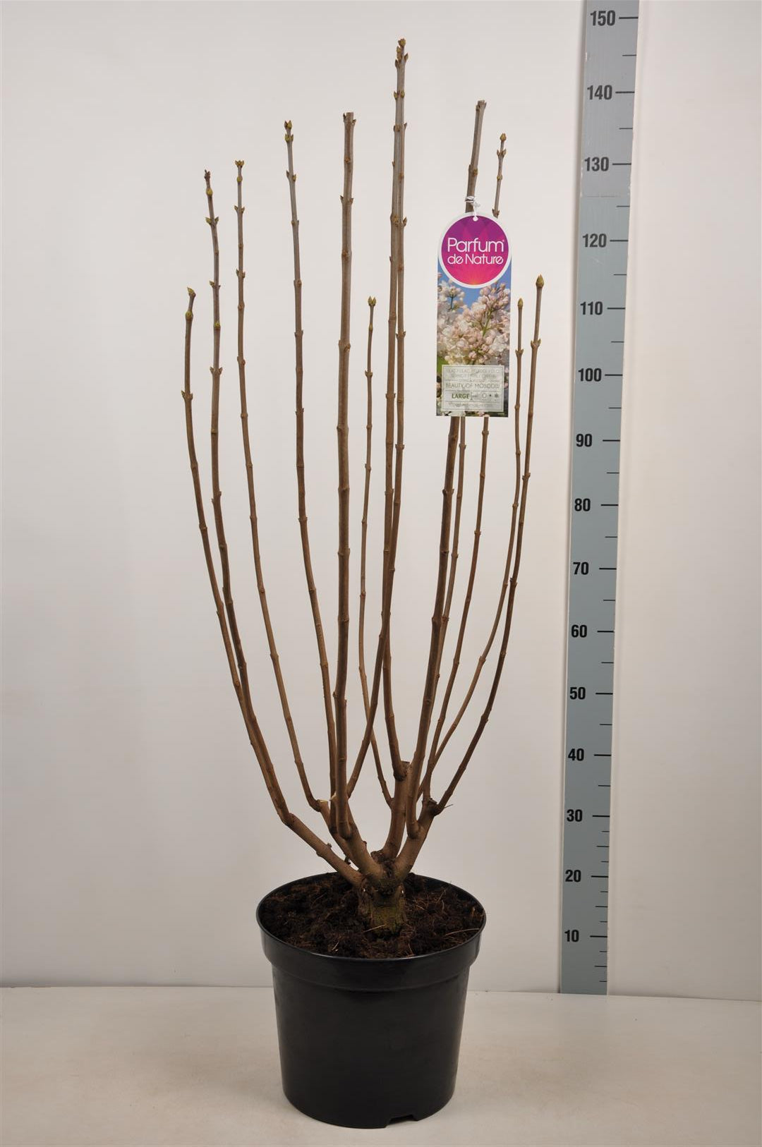 Syringa vulgaris &